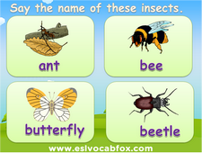 Names of Insects PPT, English Langauge PowerPoint, flea, bee, beetle, grasshopper, butterfly, ants, etc. 