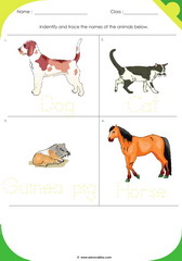 Domestic Animals