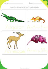 Land Animals 1