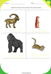 Land Animals 2