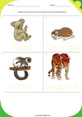 Land Animals 5