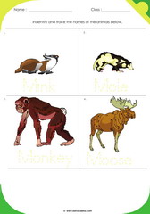 Land Animals 7