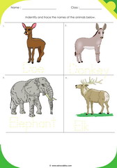 Land Animals 13