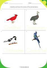 Birds Sheet 1