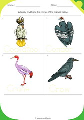 Birds Sheet 2