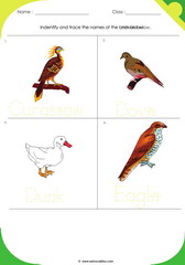 Birds Sheet 3