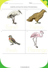 Birds Sheet 4