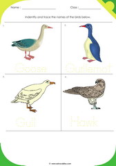 Birds Sheet 5