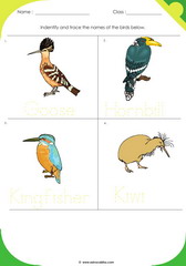 Birds Sheet 6