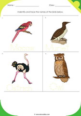 Birds Sheet 7