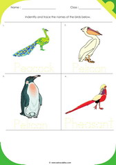 Birds Sheet 8
