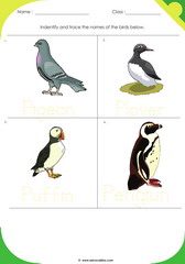 Birds Sheet 9