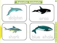 Aquatic Animals vocabulary