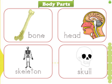 Body Parts vocabulary