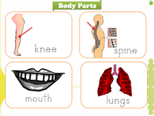 Body Parts vocabulary