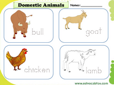 Domestic Animals vocabulary