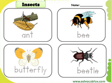 Insects vocabulary