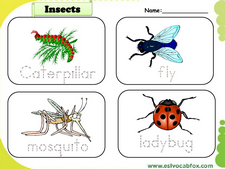 Insects vocabulary