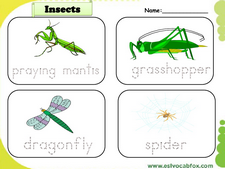 Insects vocabulary